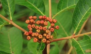 遥知兄弟登高处下句